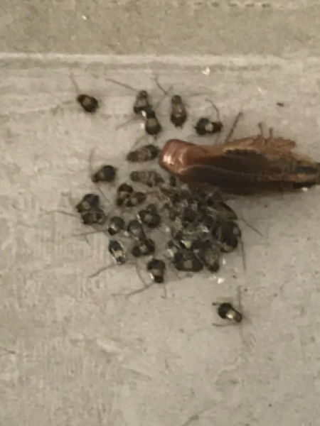 Уничтожение Тараканов